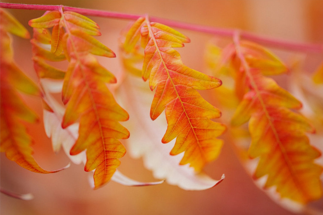Autumn Leaves - red and orange