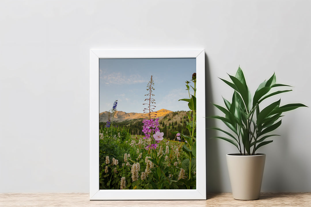 Rocky Flame - Wildflower at Dawn