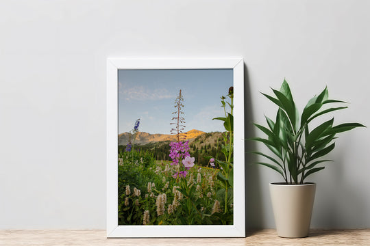 Rocky Flame - Wildflower at Dawn