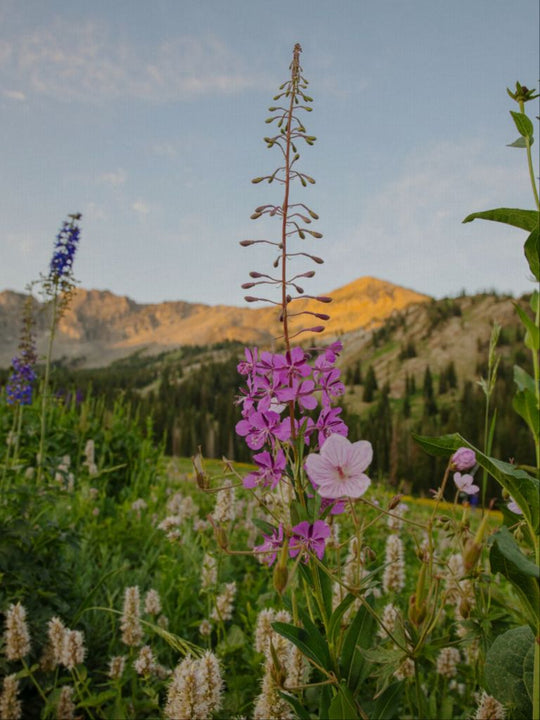 Rocky Flame - Wildflower at Dawn