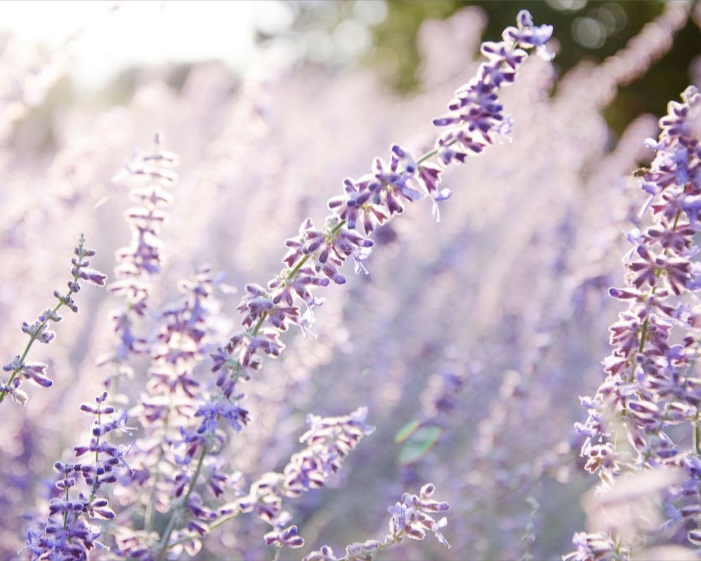 Lavender at Sunrise