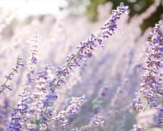 Lavender at Sunrise