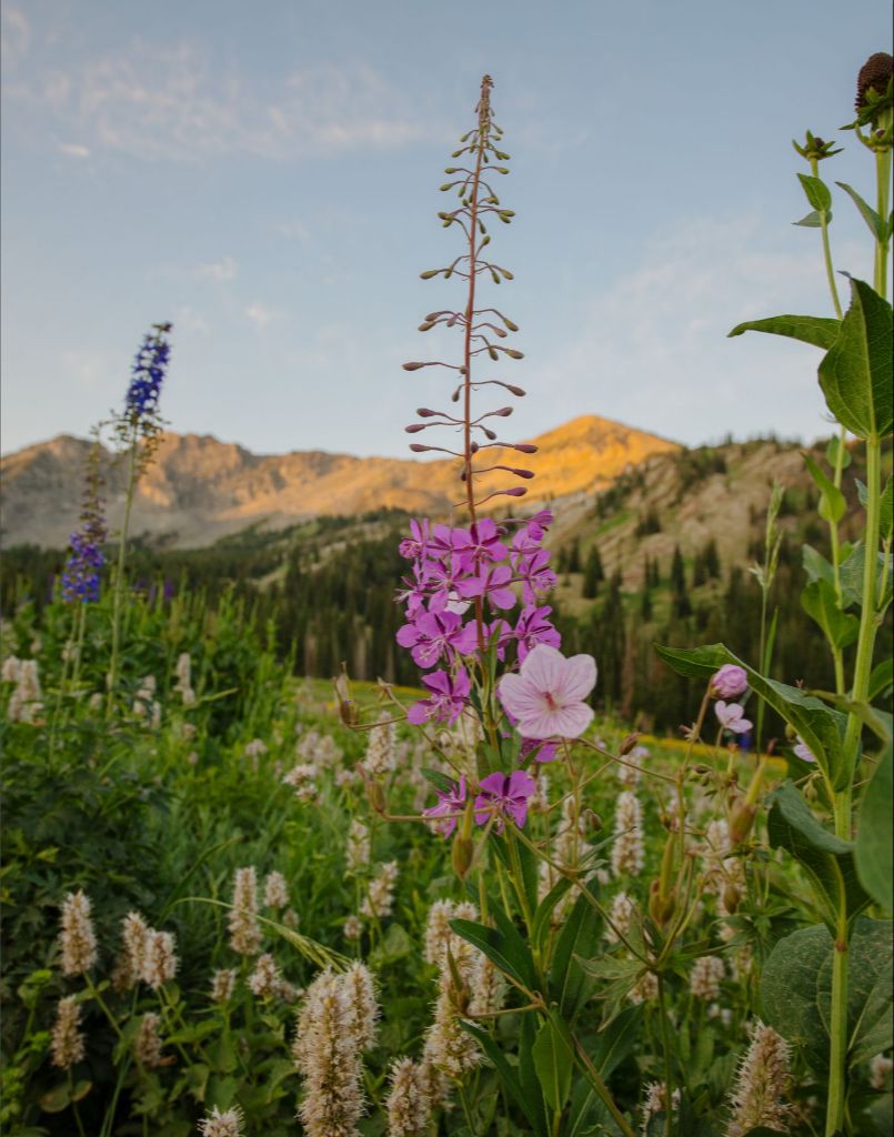 Rocky Flame - Wildflower at Dawn