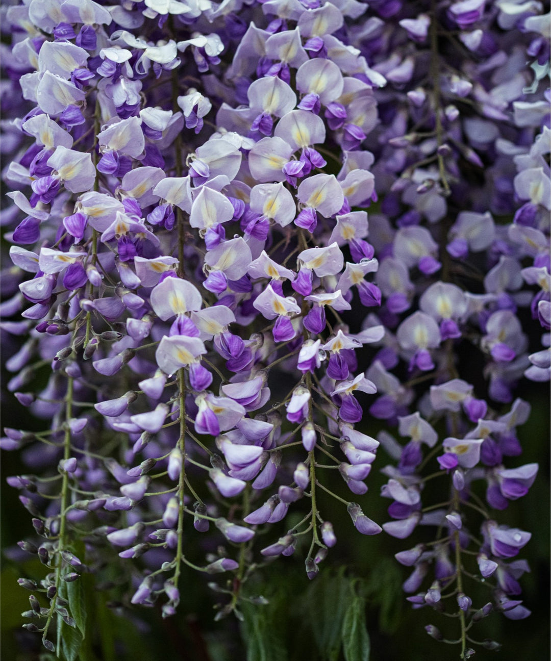 Wisteria