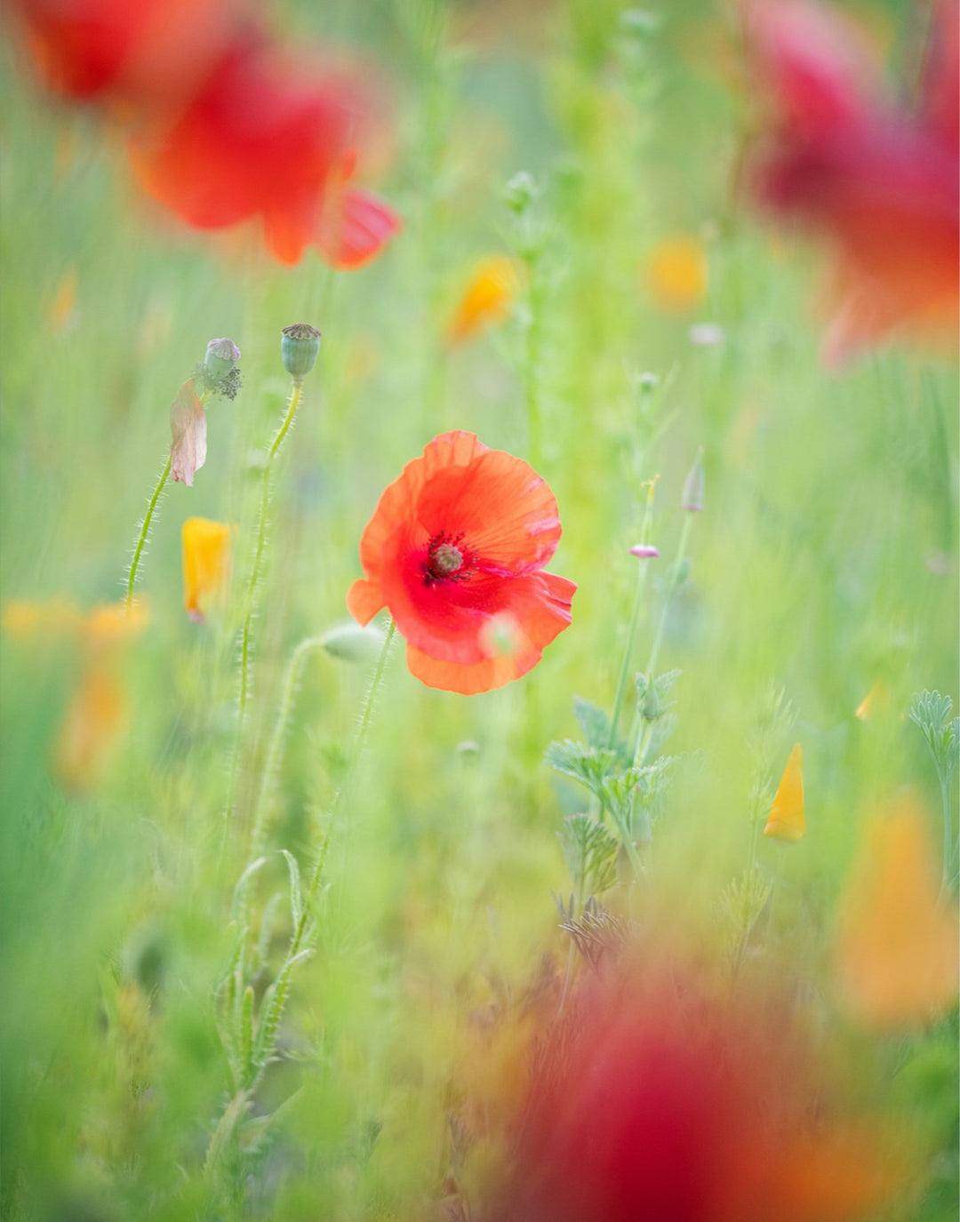 Hazy Poppy