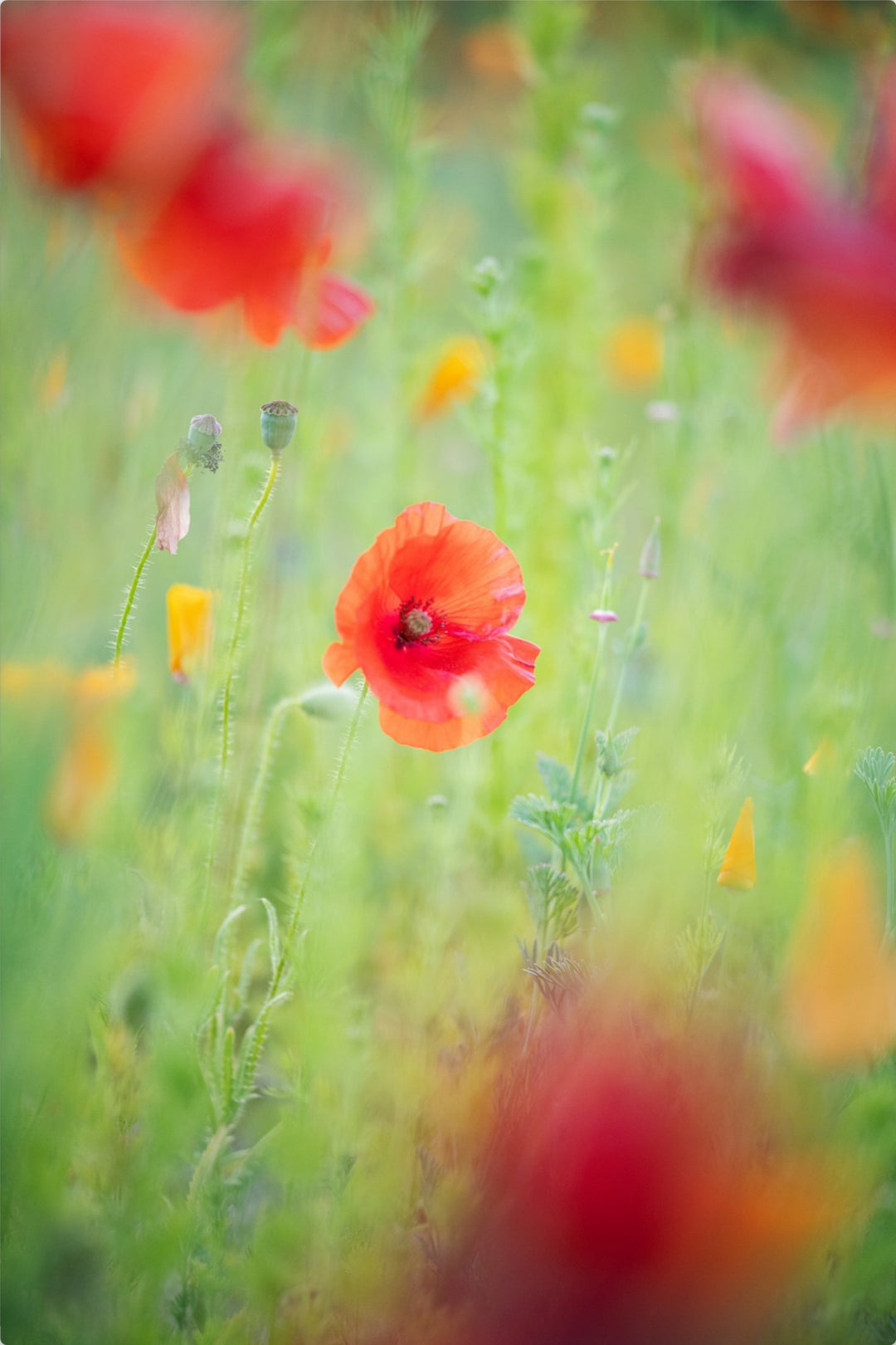 Hazy Poppy