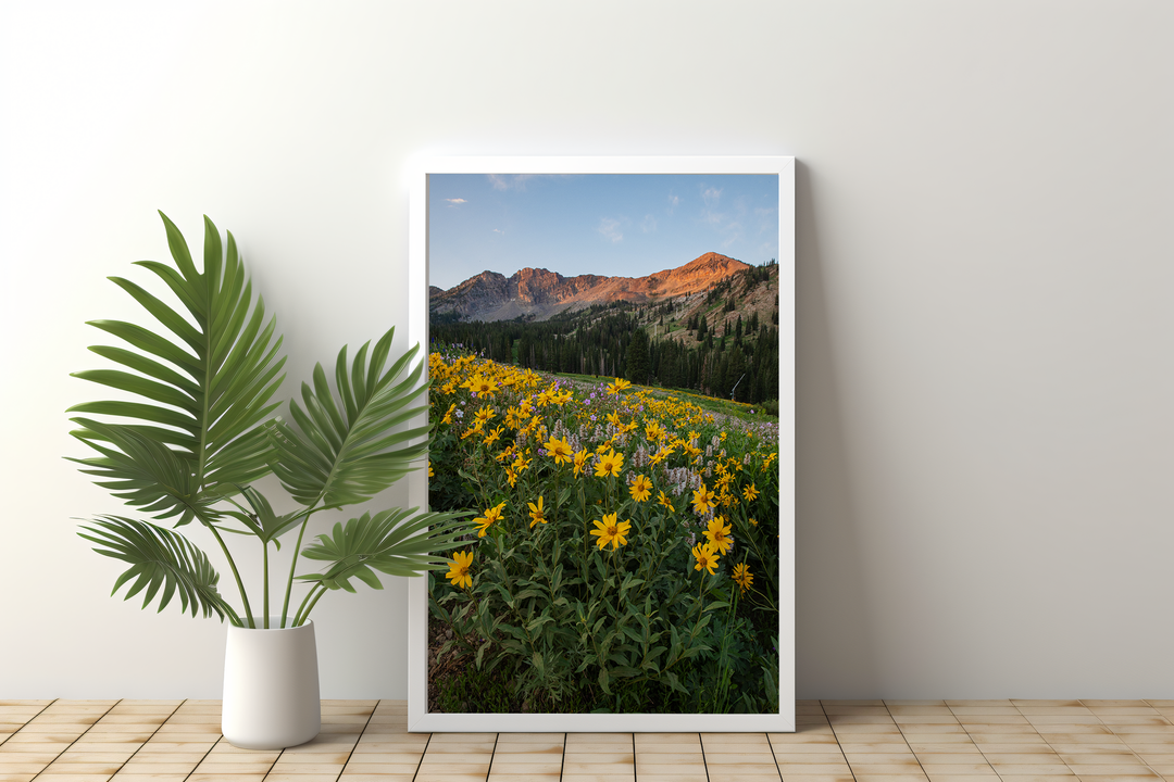 Albion Basin at Sunrise - Utah Landscape