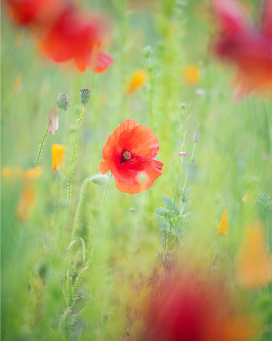Hazy Poppy