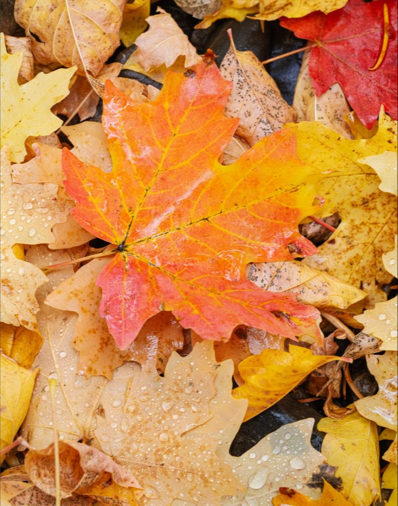 Autumn Maple Leaves