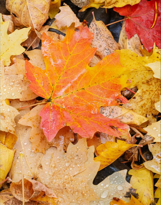 Autumn Maple Leaves