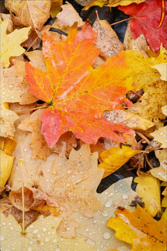 Autumn Maple Leaves