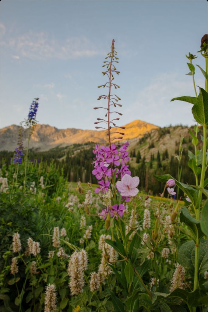 Rocky Flame - Wildflower at Dawn