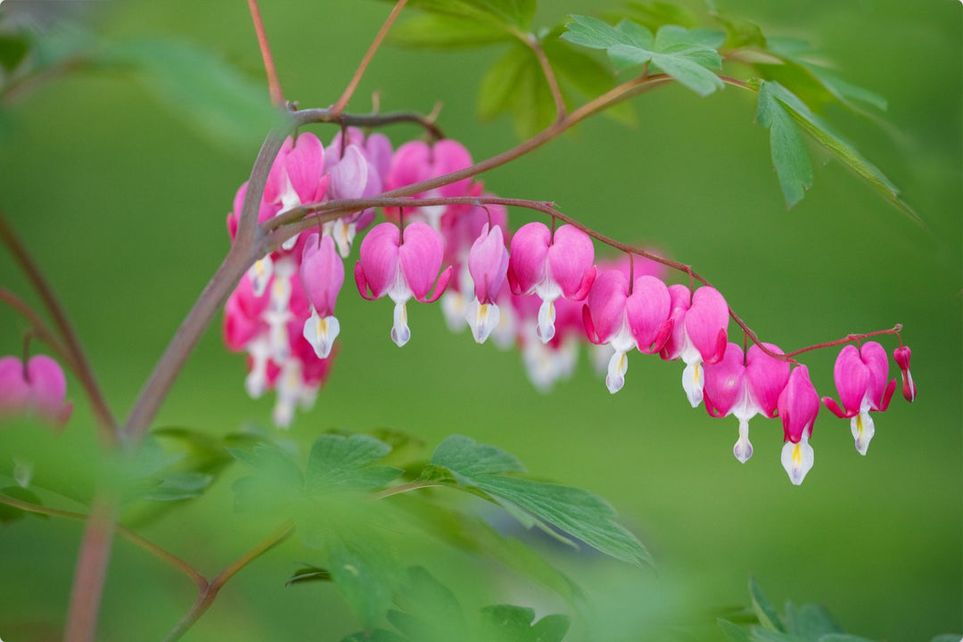 Bleeding Hearts