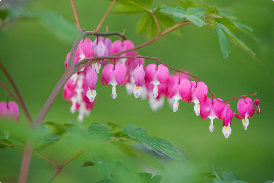 Bleeding Hearts