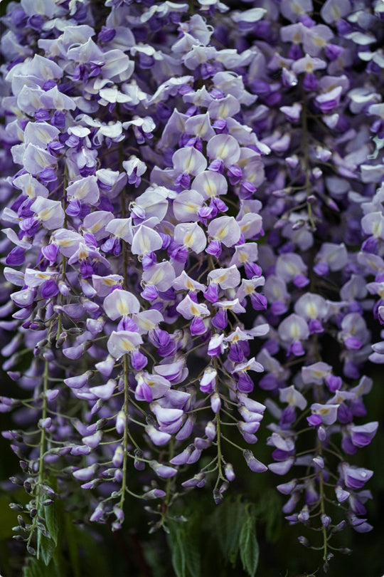 Wisteria