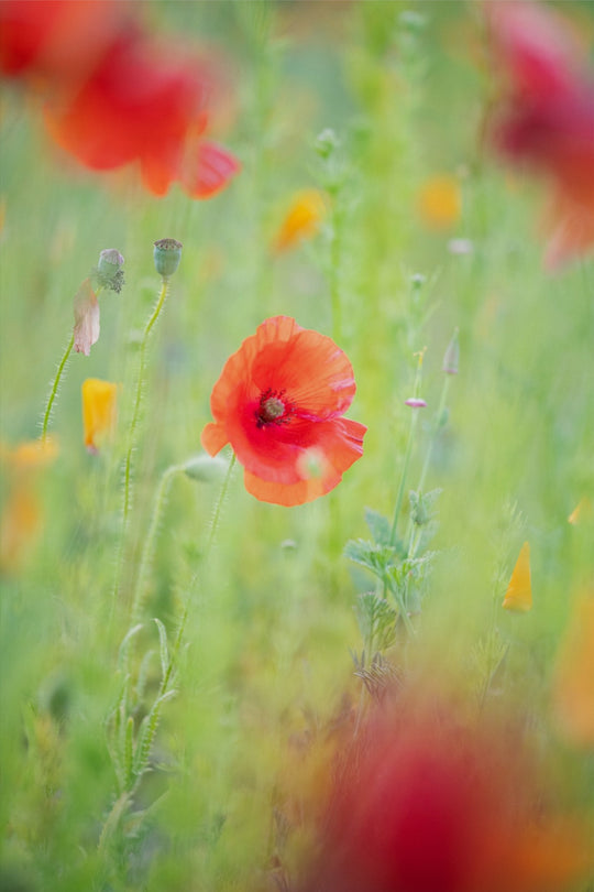 Hazy Poppy