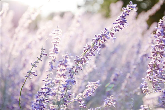 Lavender at Sunrise