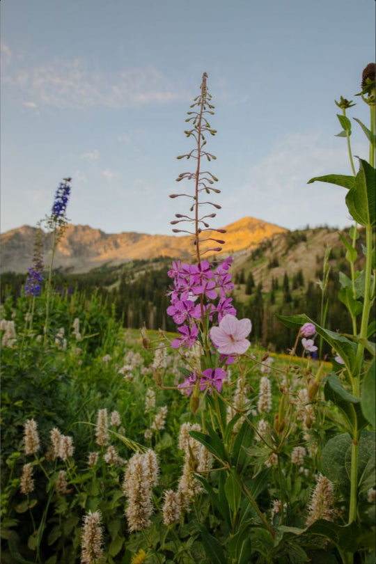 Rocky Flame - Wildflower at Dawn