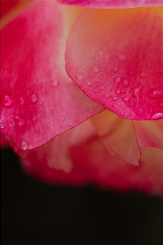 Maya - Bright Pink Rose