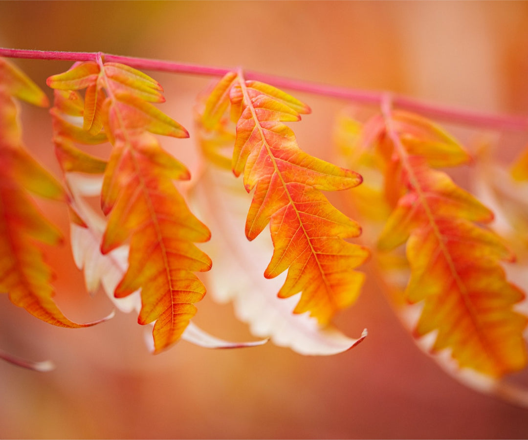 Autumn Leaves - red and orange