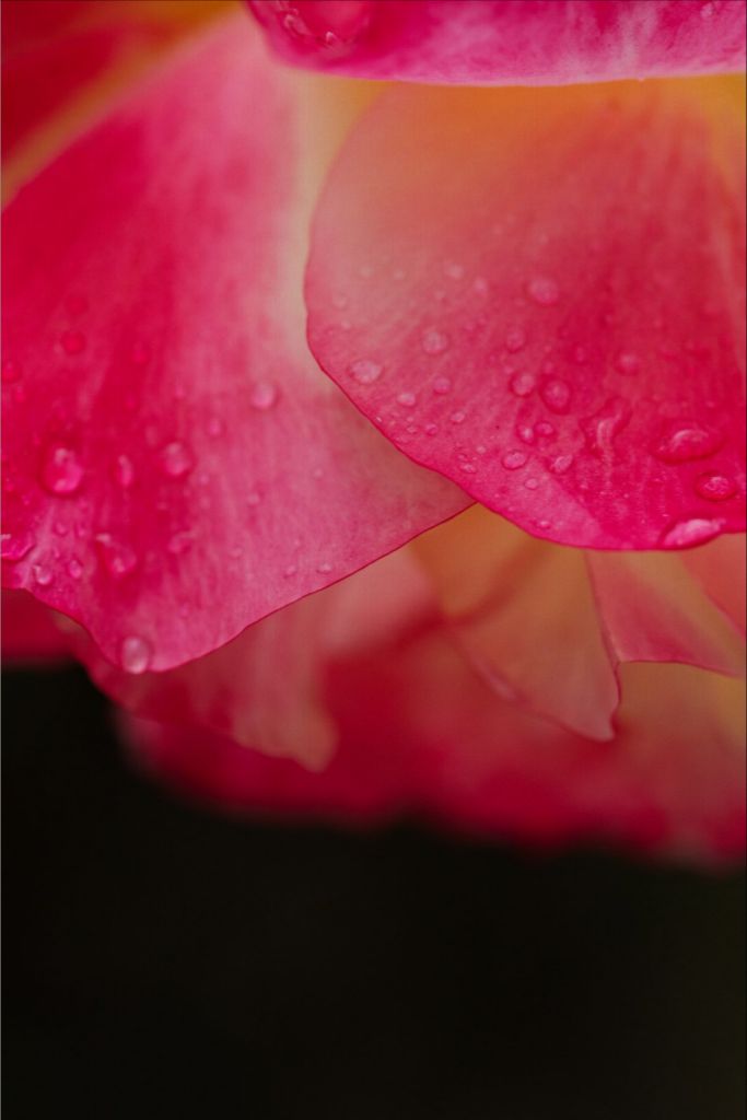 Maya - Bright Pink Rose