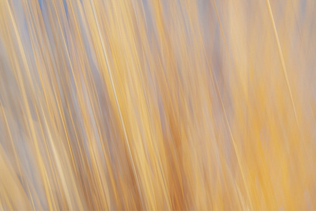 Yellow Grasses ICM