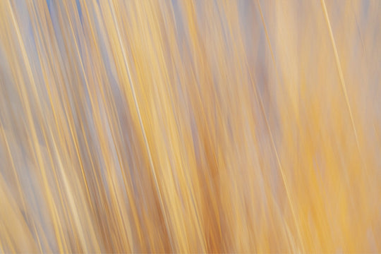 Yellow Grasses ICM