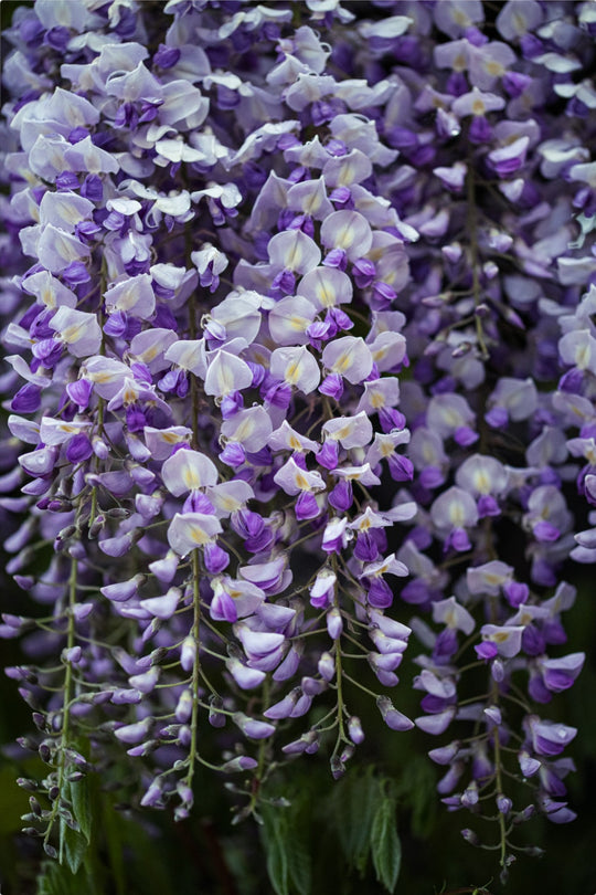 Wisteria