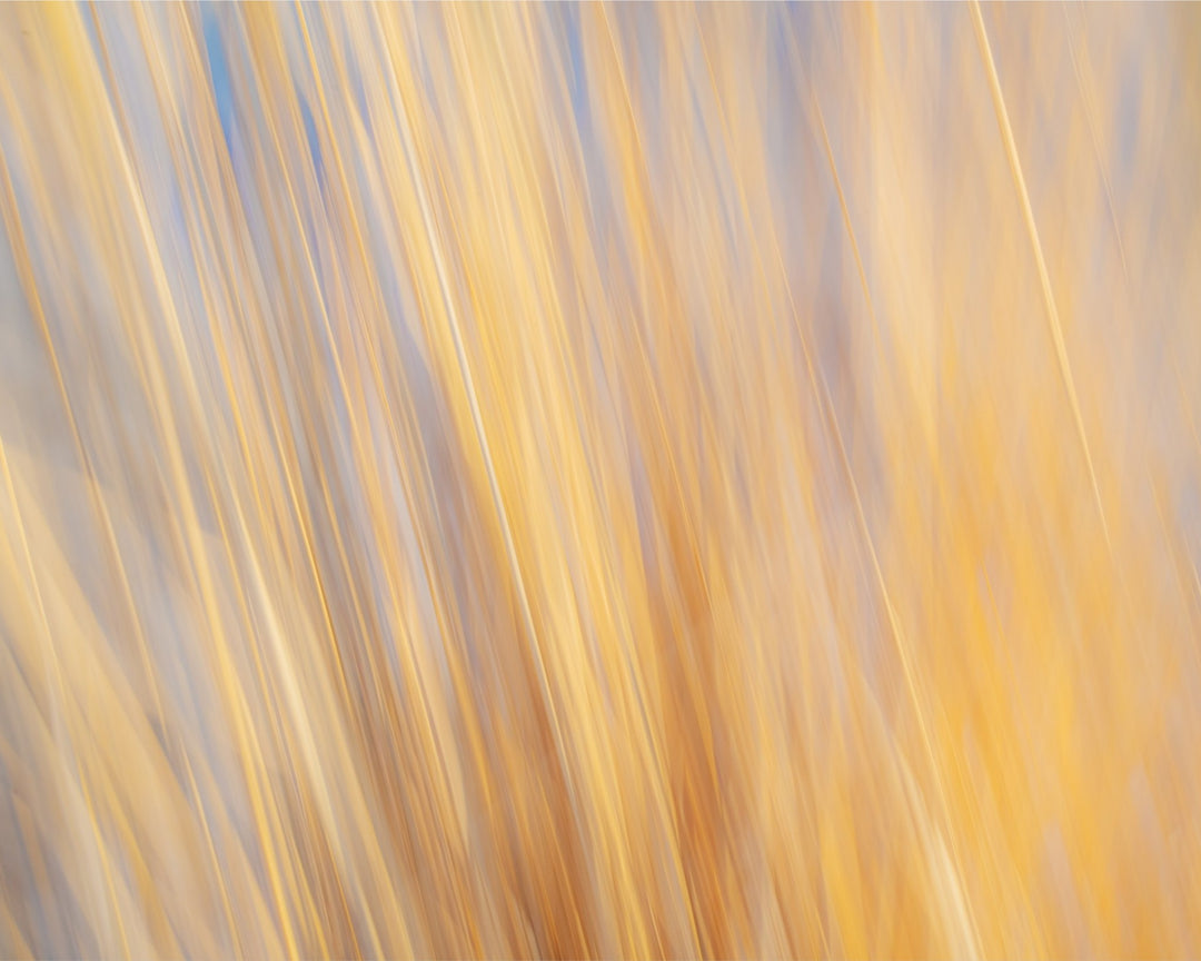 Yellow Grasses ICM