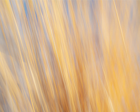 Yellow Grasses ICM