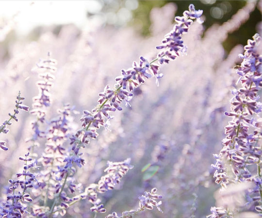 Lavender at Sunrise