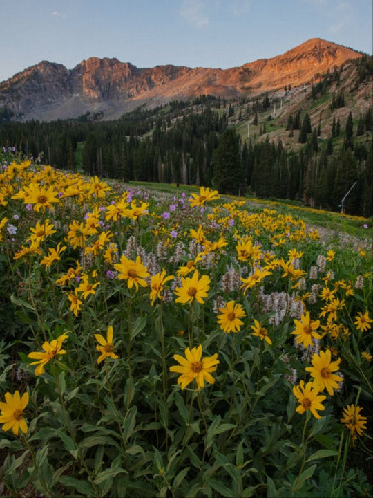 Albion Basin at Sunrise - Utah Landscape