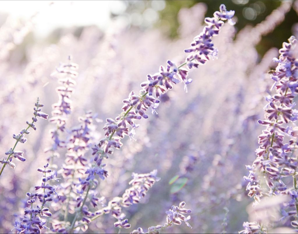 Lavender at Sunrise