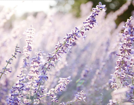 Lavender at Sunrise