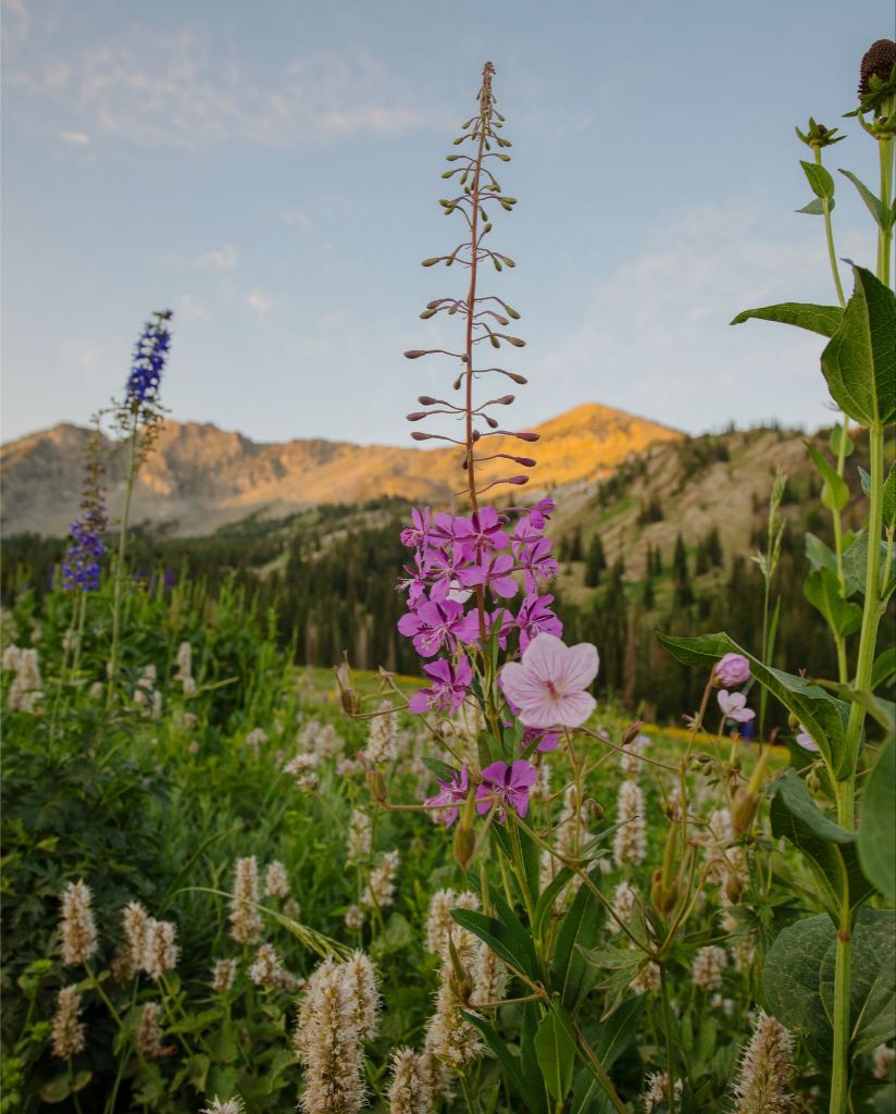 Rocky Flame - Wildflower at Dawn