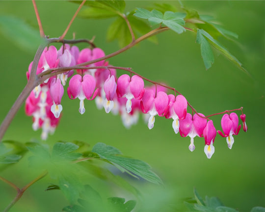 Bleeding Hearts