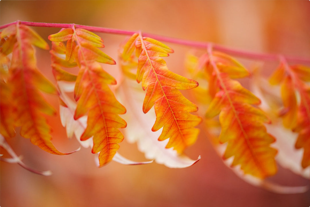Autumn Leaves - red and orange