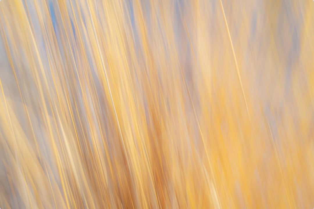 Yellow Grasses ICM