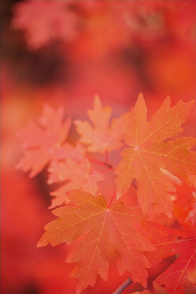 Scarlet - Maple Leaves
