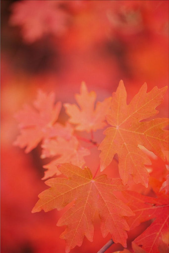 Scarlet - Maple Leaves