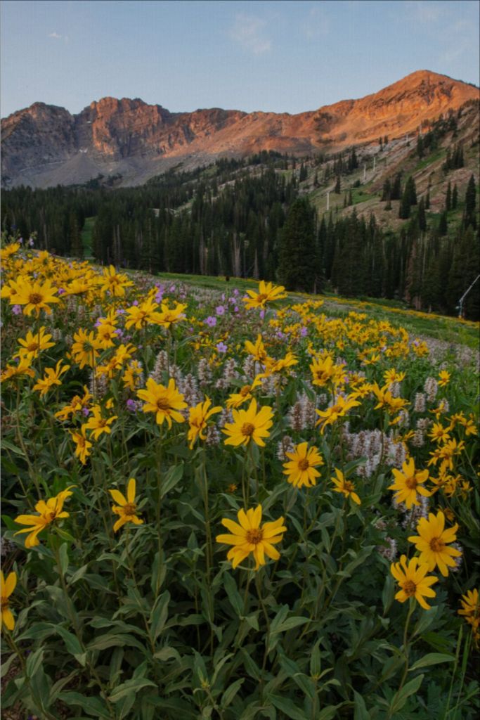 Albion Basin at Sunrise - Utah Landscape