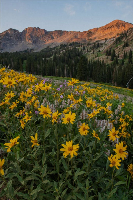 Albion Basin at Sunrise - Utah Landscape