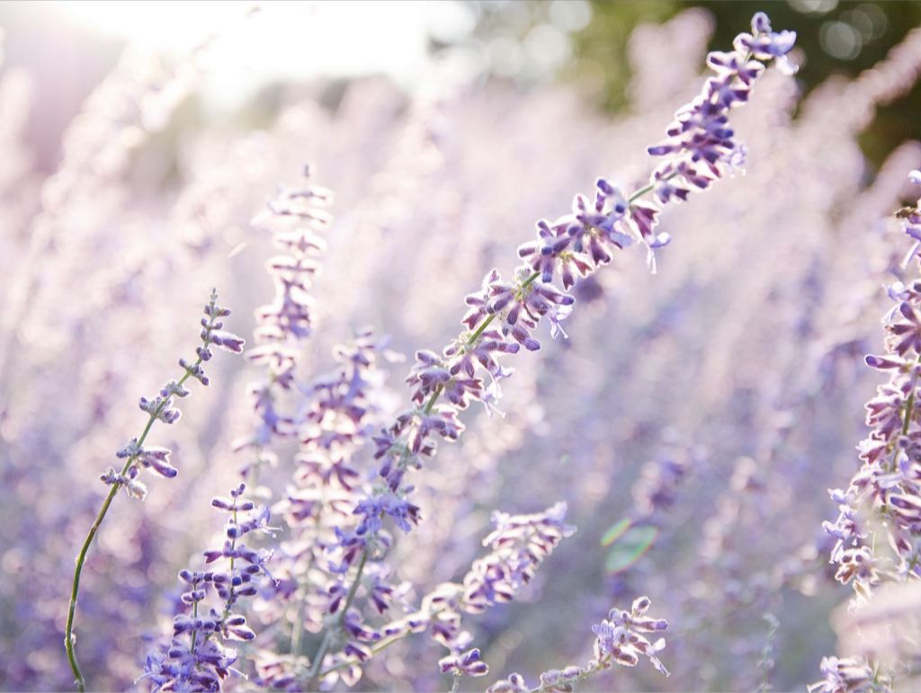 Lavender at Sunrise