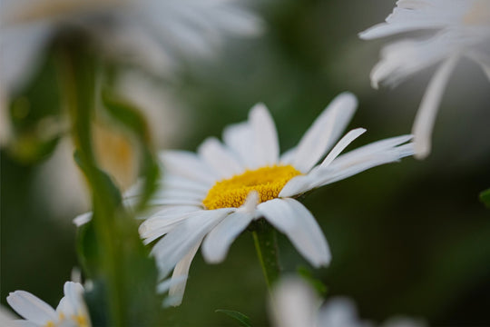 Daisies