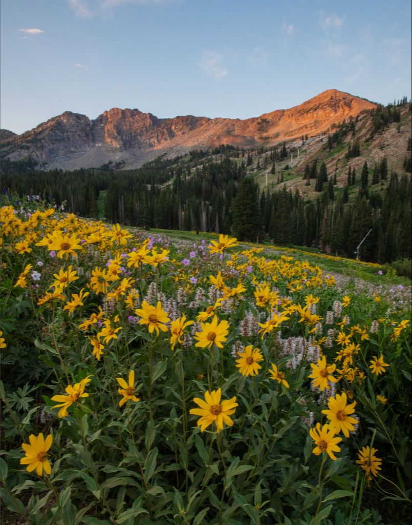 Albion Basin at Sunrise - Utah Landscape