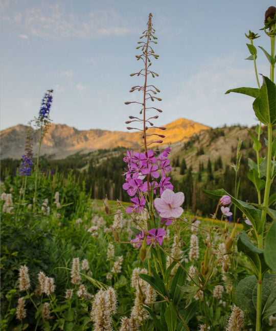 Rocky Flame - Wildflower at Dawn