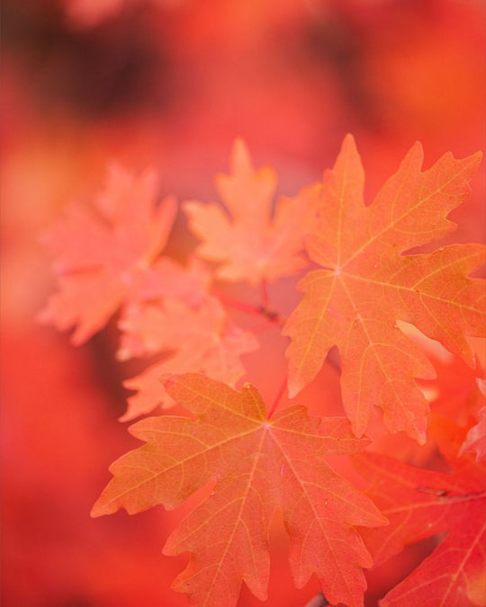 Scarlet - Maple Leaves