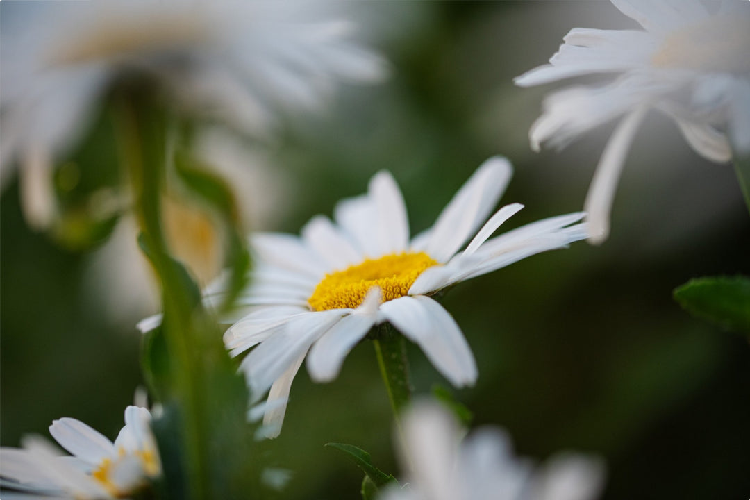 Daisies