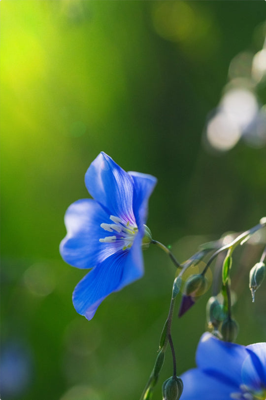 Blue Flax