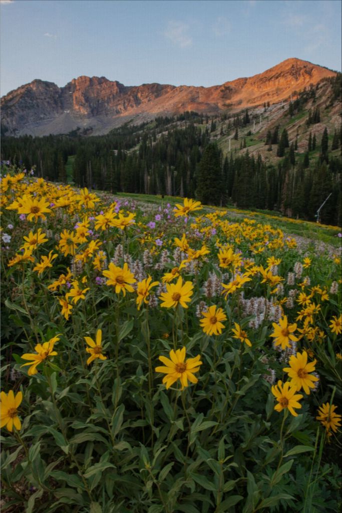 Albion Basin at Sunrise - Utah Landscape
